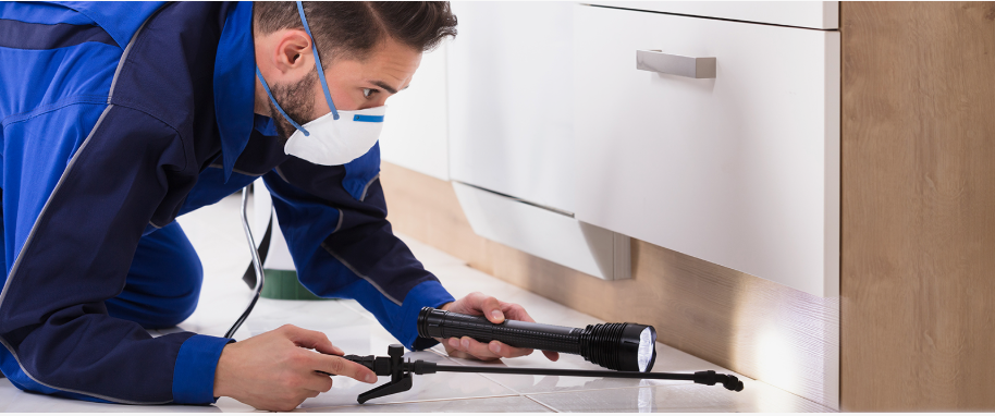 Celina pest xpert removal